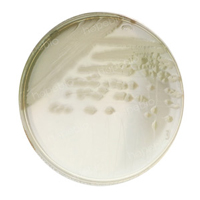 尿道定位显色培养基——铜绿假单胞菌