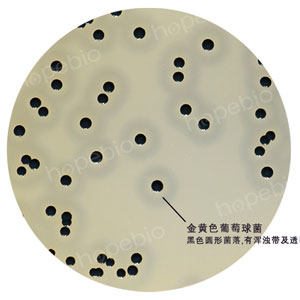 Baird-Parker琼脂-金黄色葡萄球菌 表皮葡萄球菌