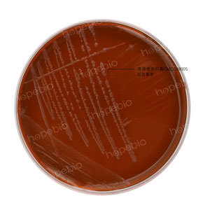 EMB-奇异变形杆菌