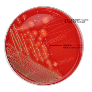 血平板-金黄色葡萄球菌-粪肠球菌