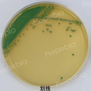 克罗诺杆菌显色-克罗诺杆菌ATCC29544（划线和涂布）/