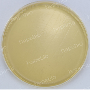克罗诺杆菌显色-金黄色葡萄球菌ATCC25923/