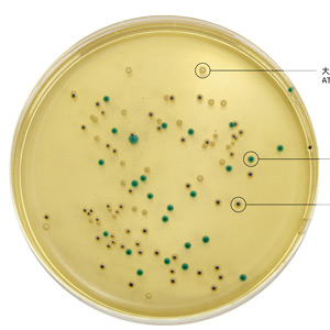 HB7012-8克罗诺杆菌显色特征/